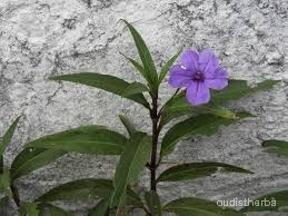 Ruellia tuberosa fullplant2.jpg